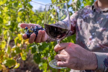 merlot vin